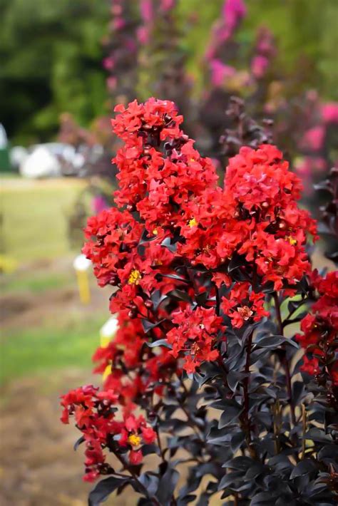 The Best Soil and Environmental Conditions for Crepe Myrtle Sunset Magic